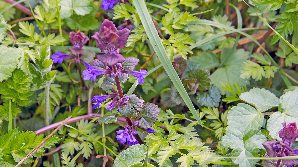 Ground Ivy [Glechoma hederacea]