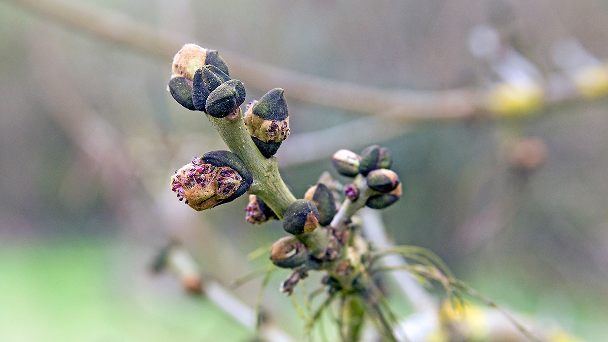 European Ash [Fraxinus excelsior]