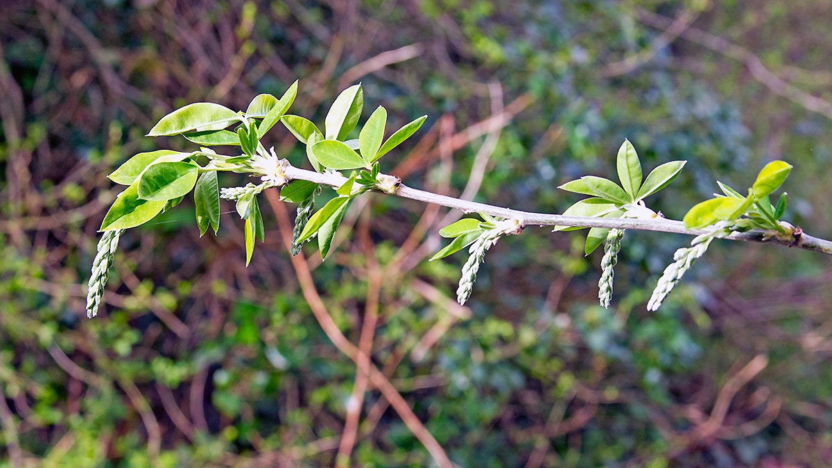 Common Laburnum [Laburnum anagyroides]