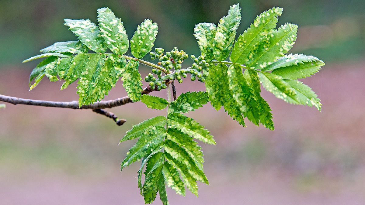 Rowan Leaf Blister Mite [Eriophyes sorbi]
