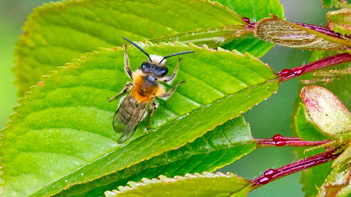 Tawny Mining Bee [Andrena fulva]