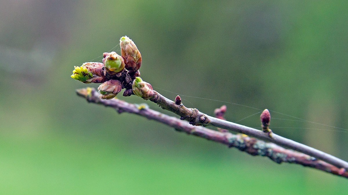 English Oak [Quercus robur]