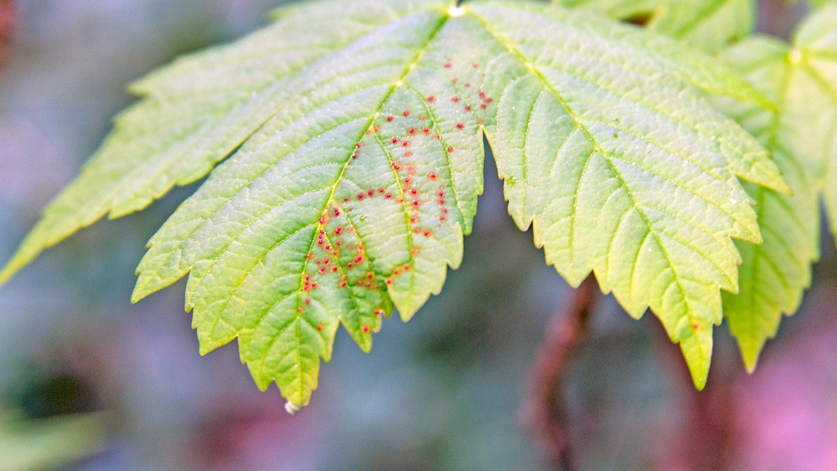 Sycamore Gall Mite [Aceria cephalonea agg.]