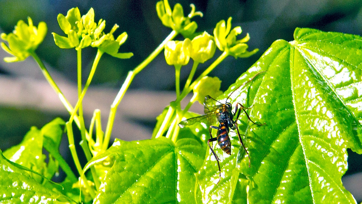 Blunt-jawed Nomad Bee [Nomada striata ?]
