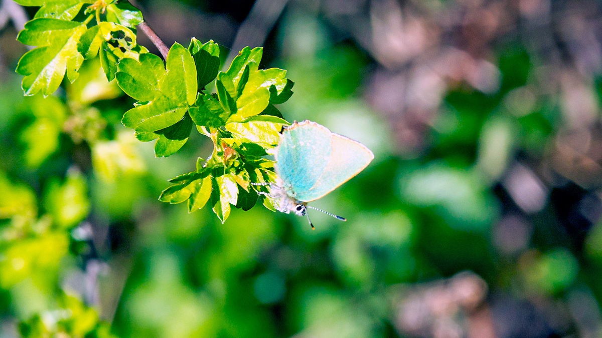 Green Hairstreak [Callophrys rubi]