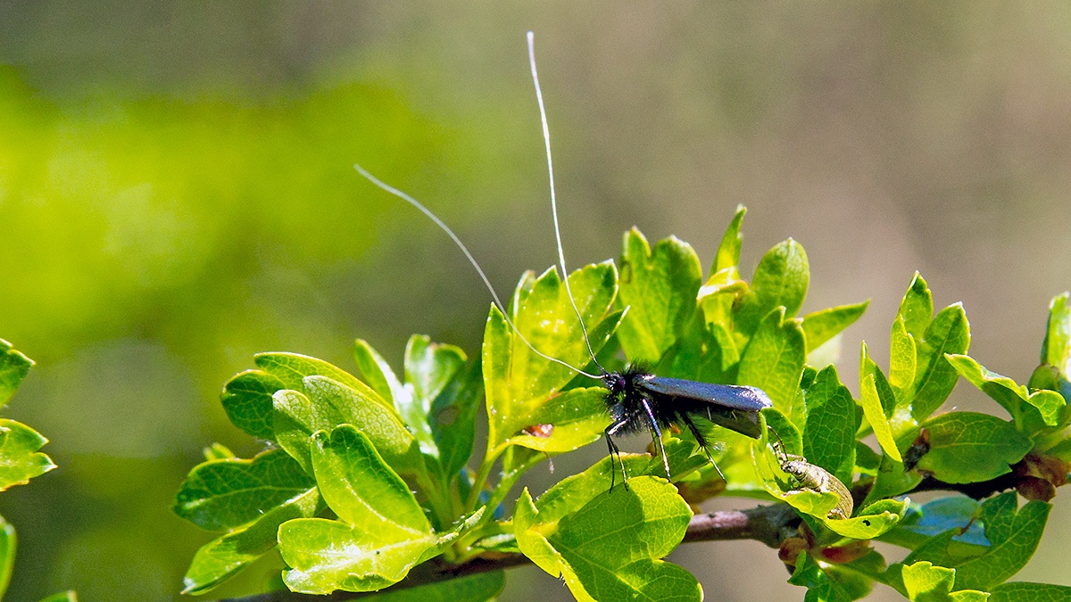 Green Longhorn [Adela reaumurella]
