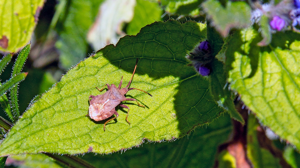 Dock Bug [Coreus marginatus]