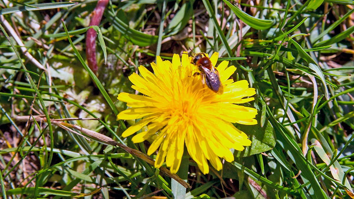 Early Mining Bee [Andrena haemorrhoa]