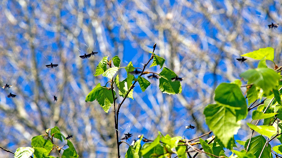 Green Longhorn [Adela reaumurella]