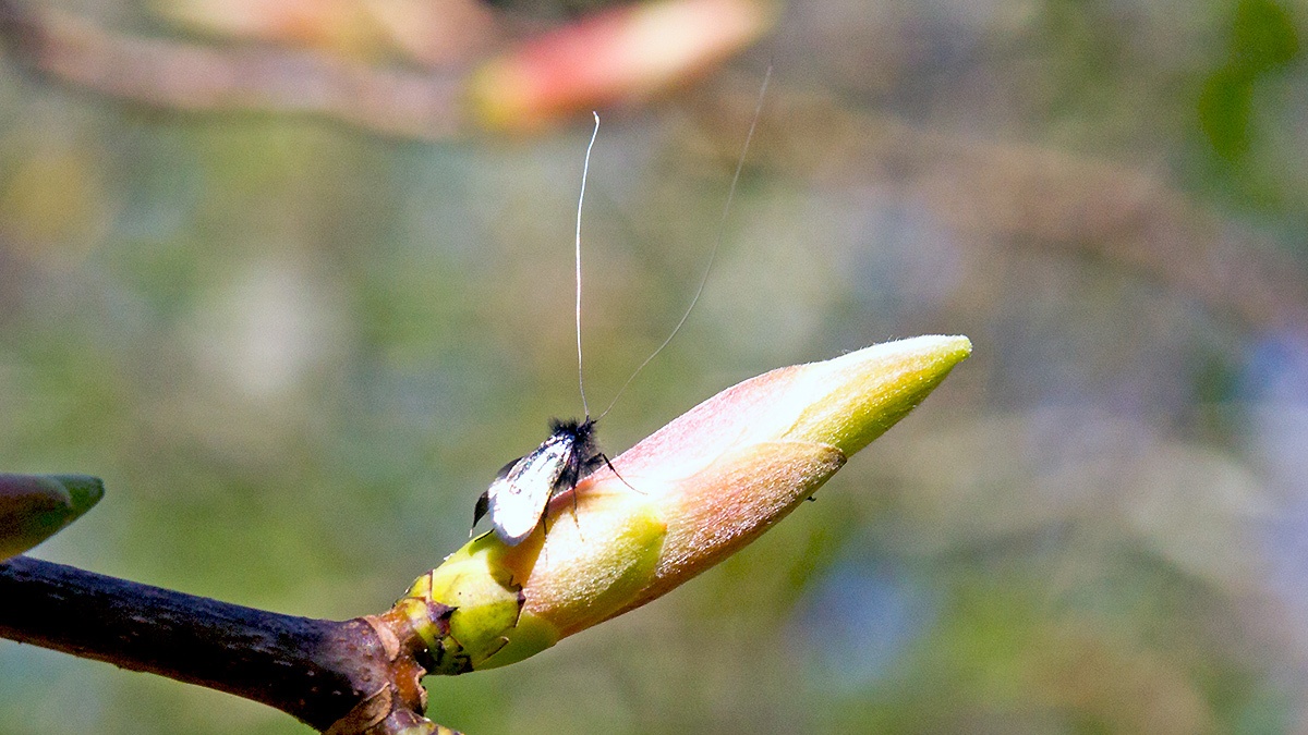 Green Longhorn [Adela reaumurella]