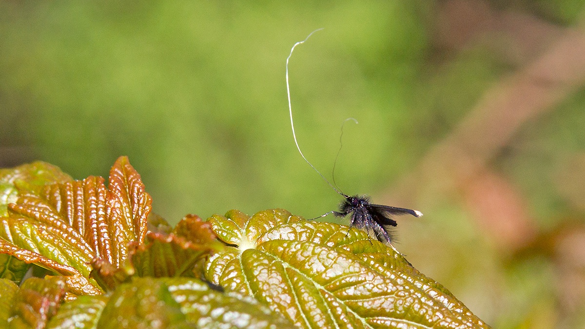 Green Longhorn [Adela reaumurella]