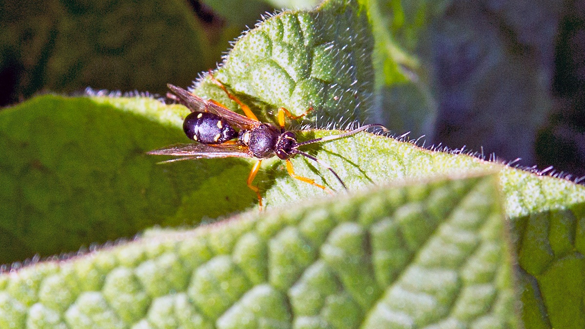 ichneumon wasp [Diphyus quadripunctorius]