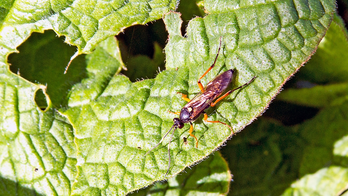 ichneumon wasp [Diphyus quadripunctorius]