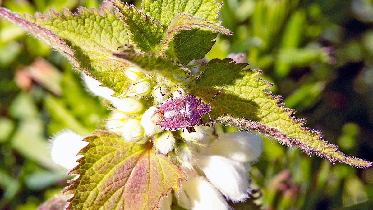 Hairy Shieldbug [Dolycoris baccarum]