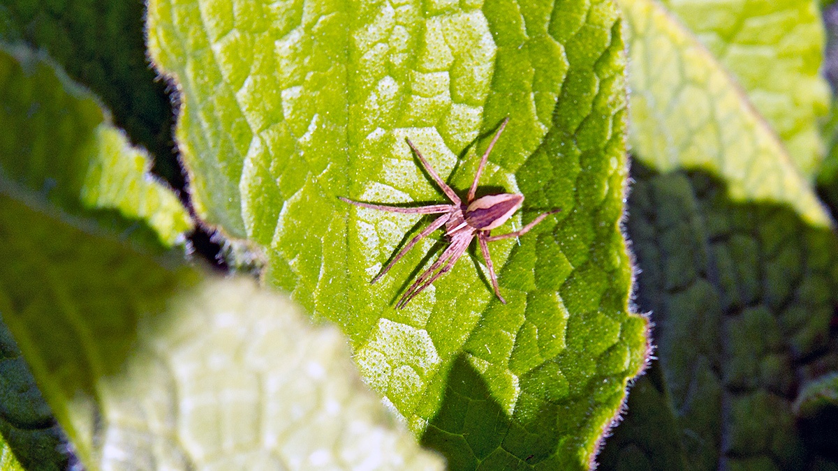 Nursery Web Spider [Pisaura mirabilis]