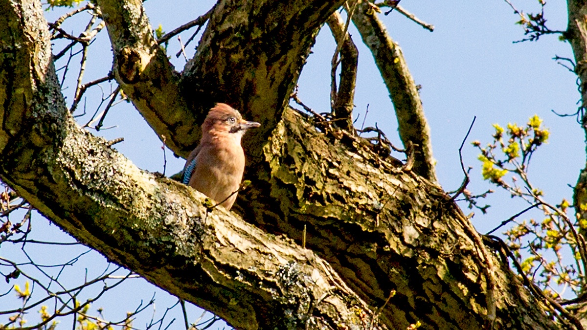 Eurasian Jay [Garrulus glandarius]