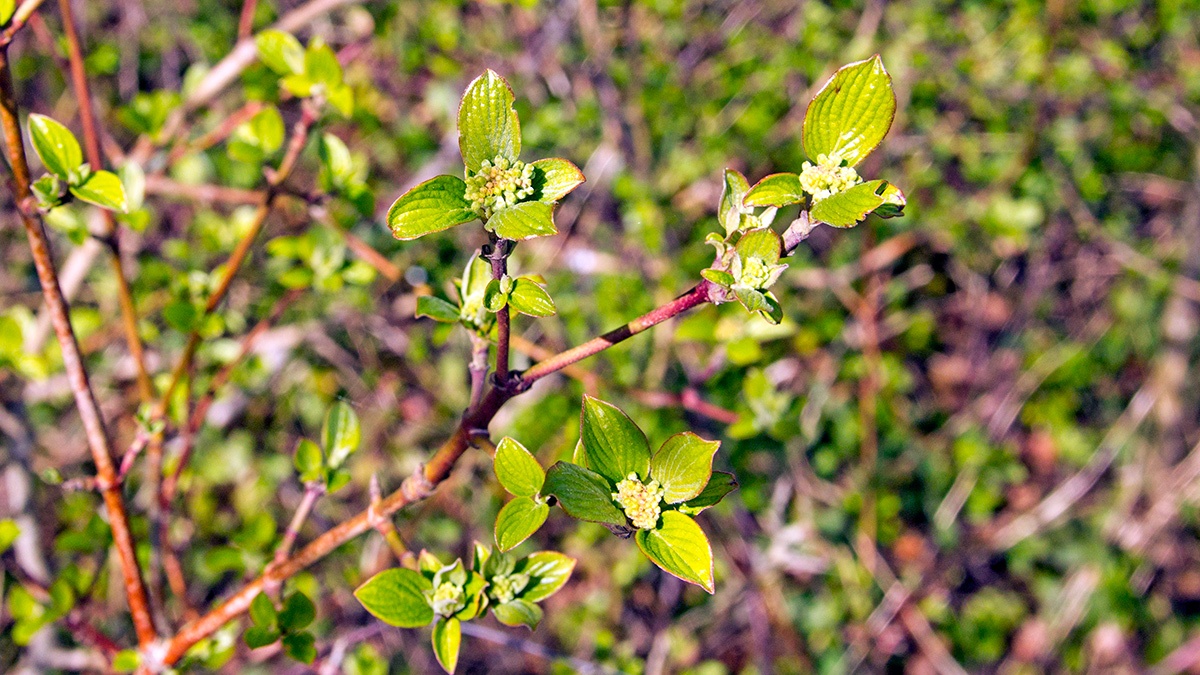 Common Dogwood [Cornus sanguinea]
