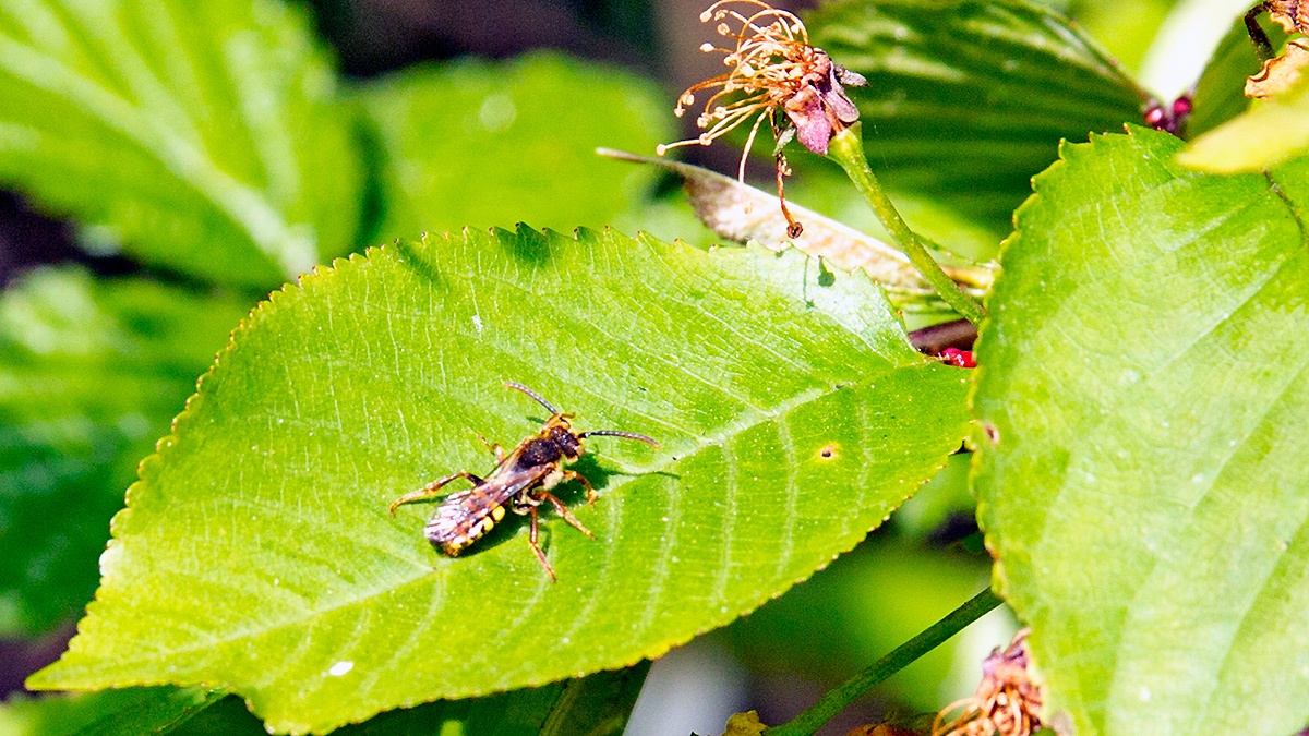 Gooden's Nomad Bee [Nomada goodeniana]