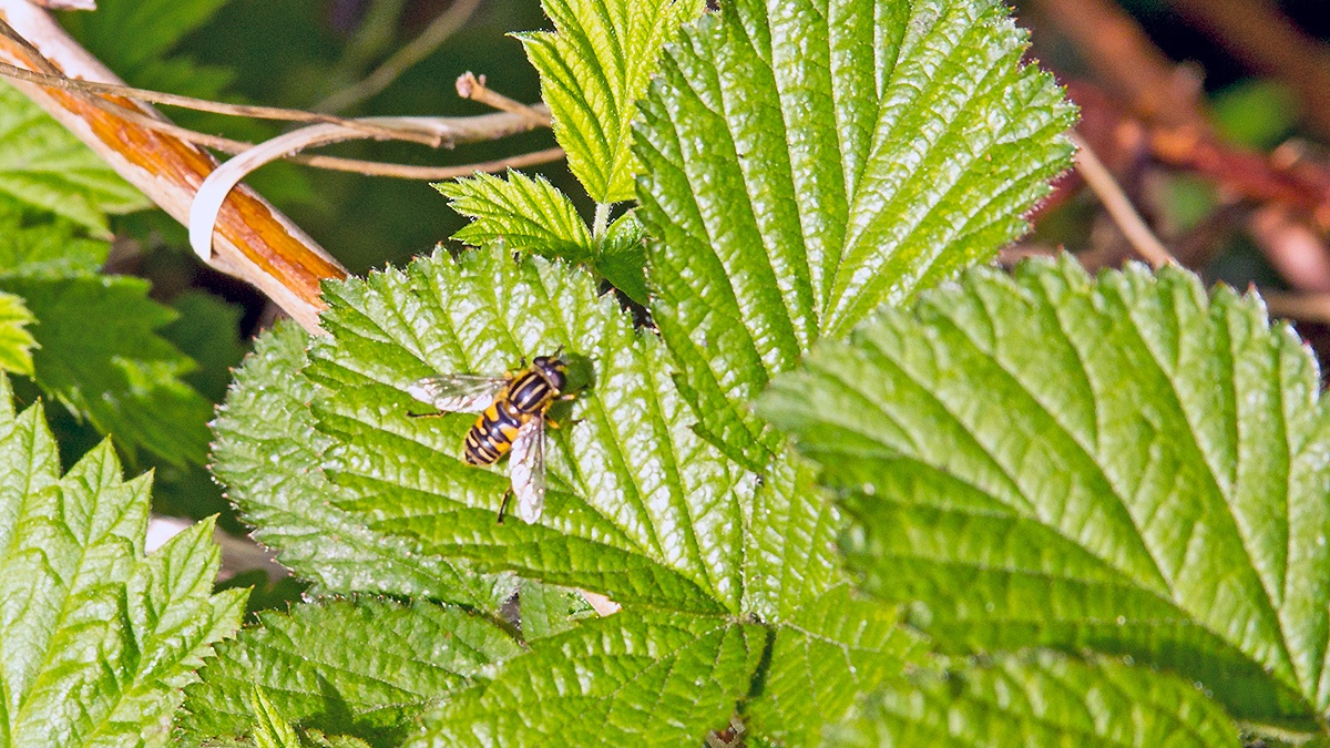Sun Fly [Helophilus pendulus]