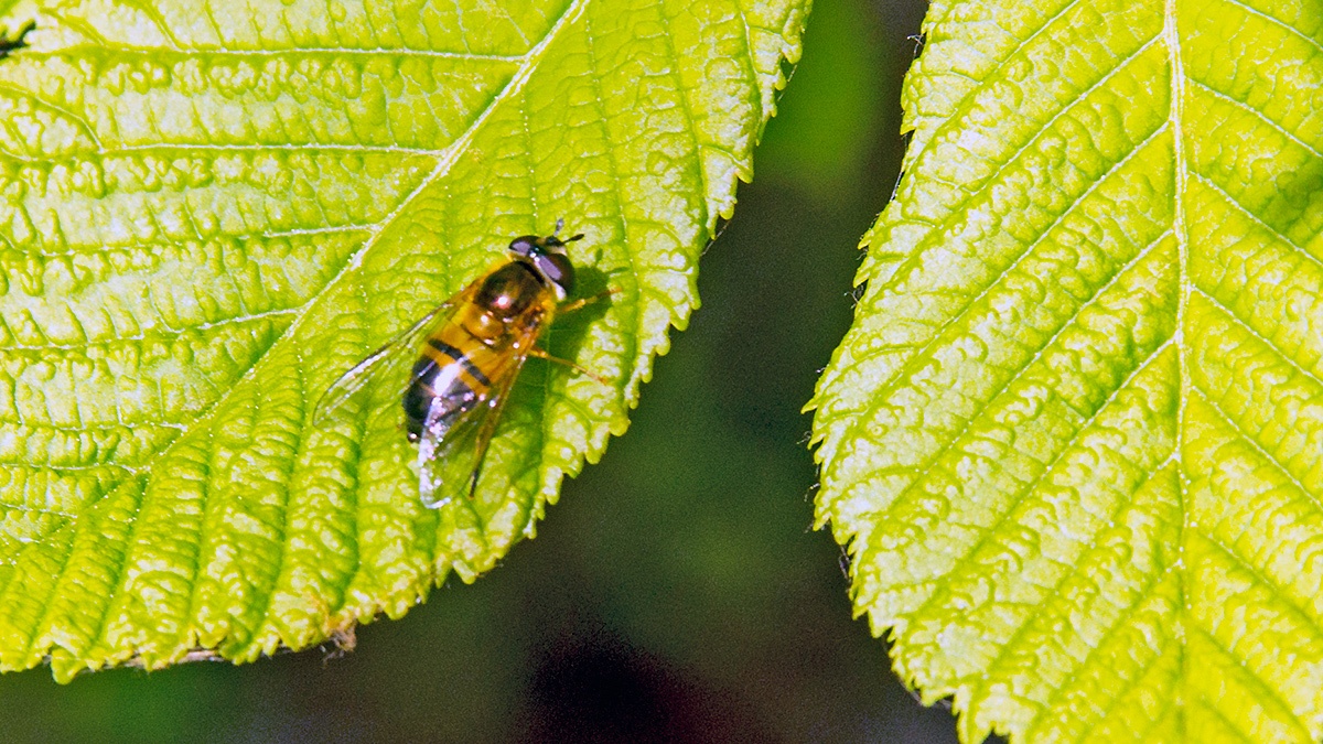 Spring Epistrophe [Epistrophe eligans]