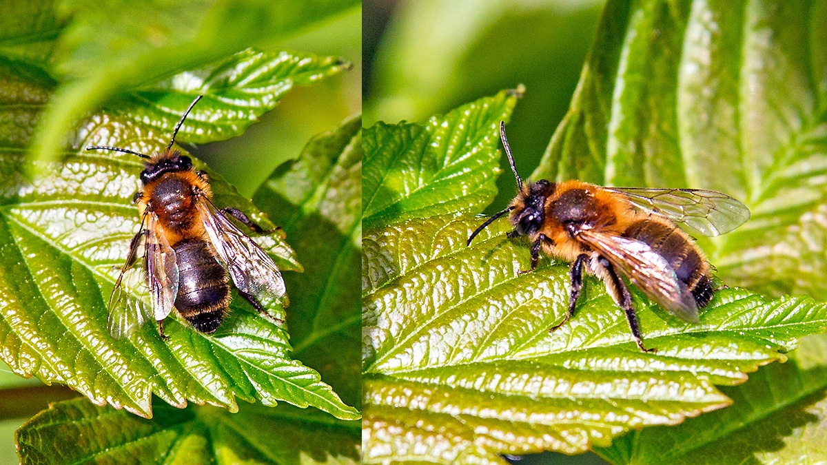 Chocolate Mining Bee [Andrena scotica]