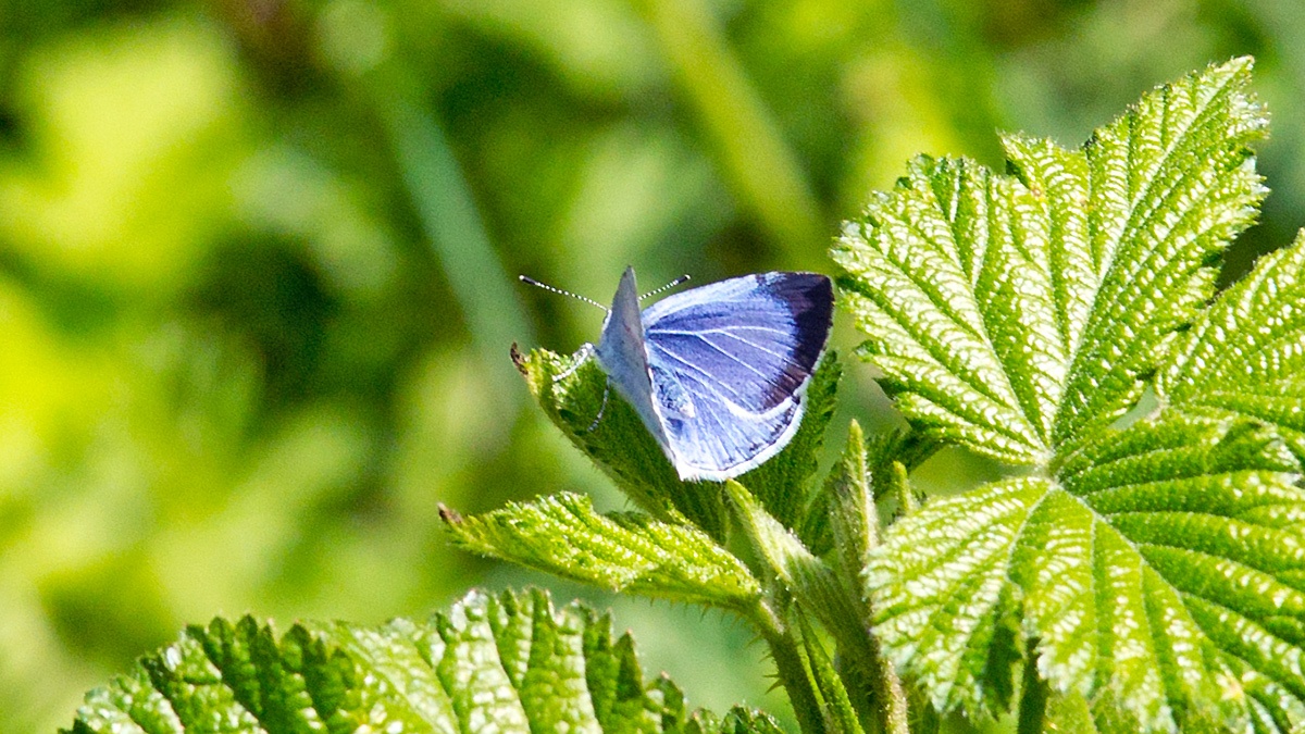 Holly Blue [Celastrina argiolus]