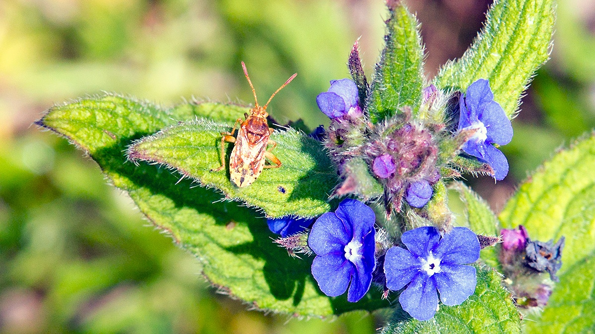 Banded Rhopalid [Stictopleurus punctatonervosus]