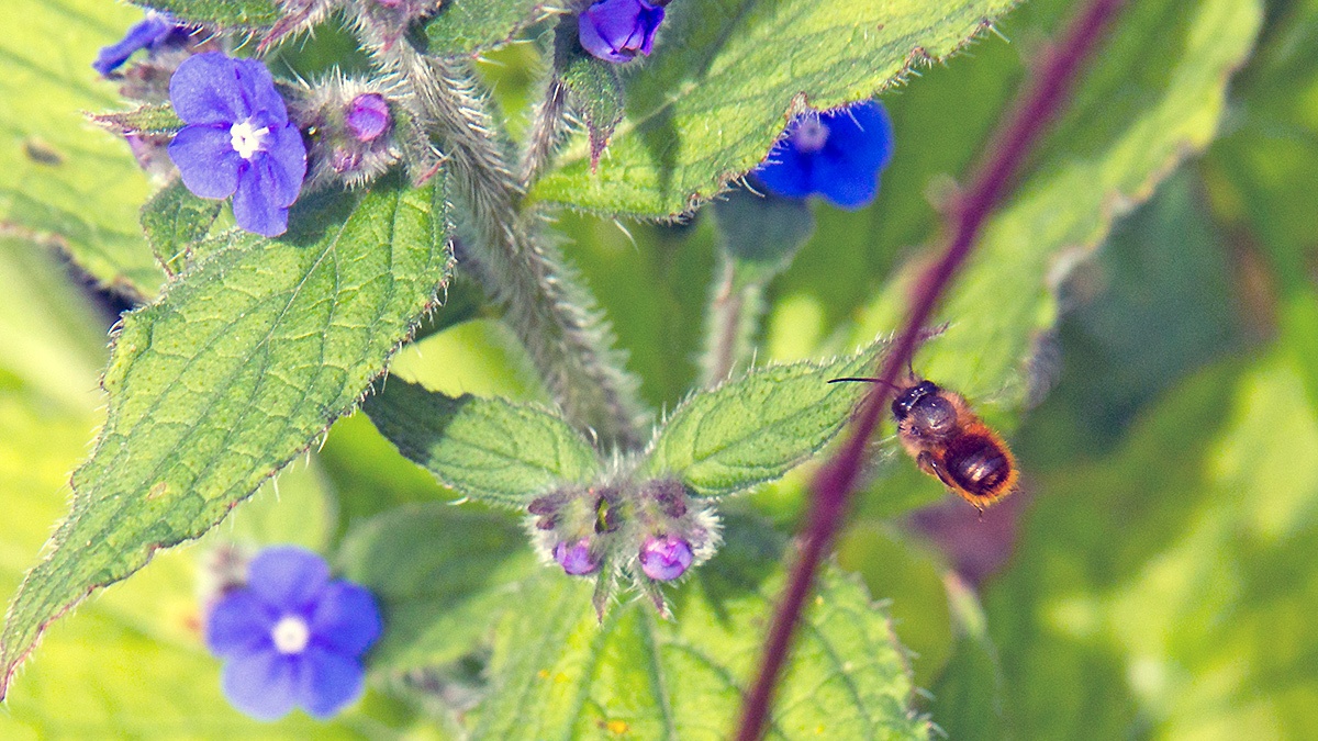 Red Mason Bee [Osmia bicornis]