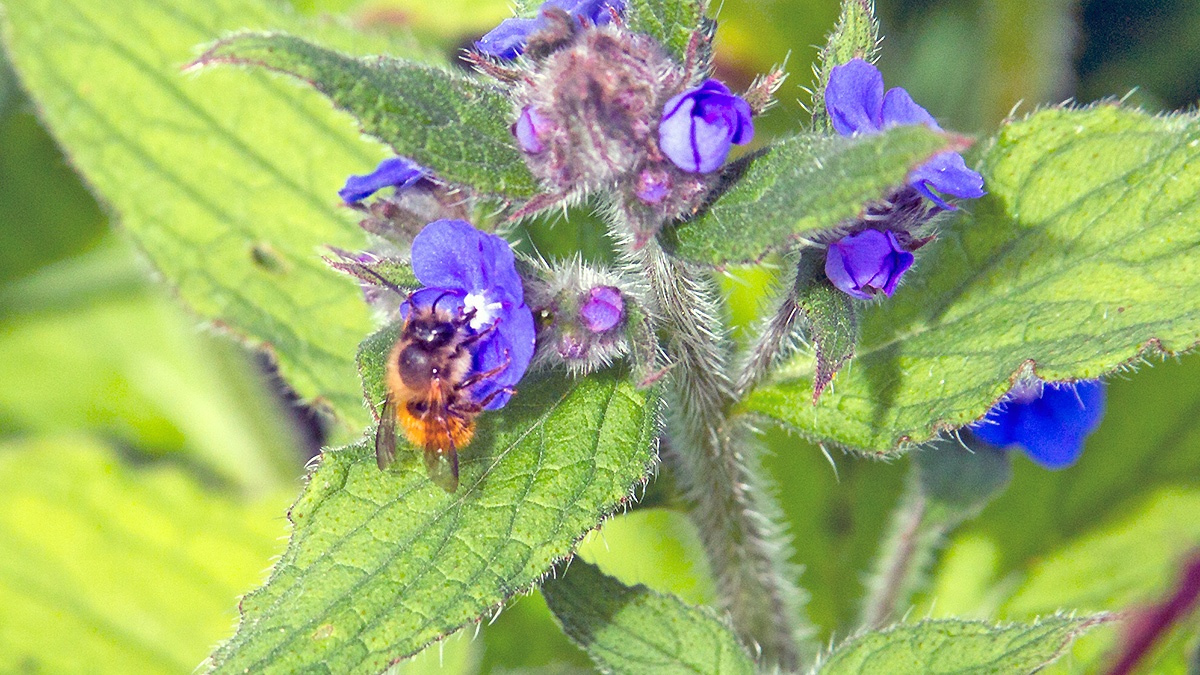 Red Mason Bee [Osmia bicornis]