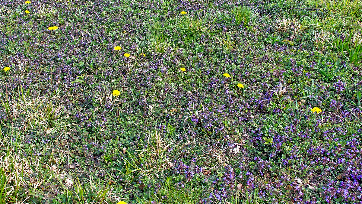 Ground Ivy [Glechoma hederacea]