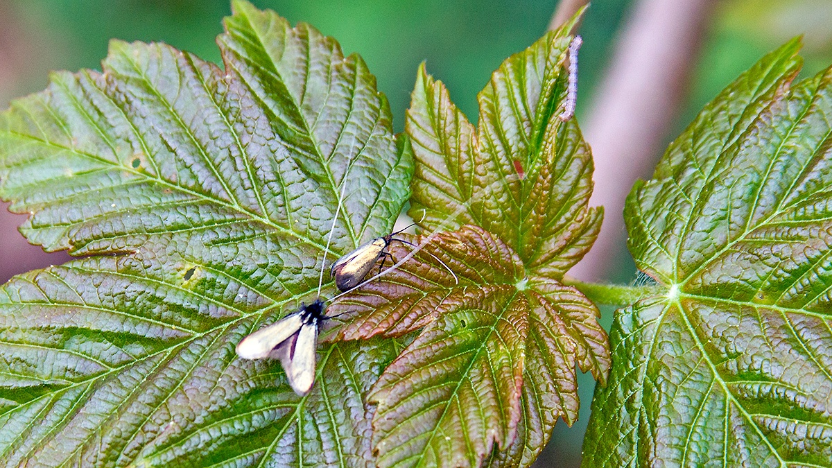 Green Longhorn [Adela reaumurella]