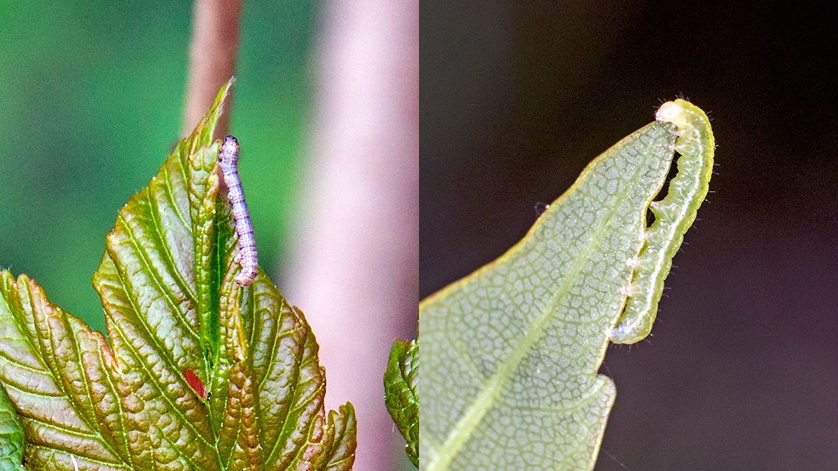 caterpillars [unidentified]