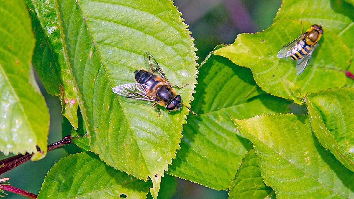 Common Drone Fly [Eristalis tenax]