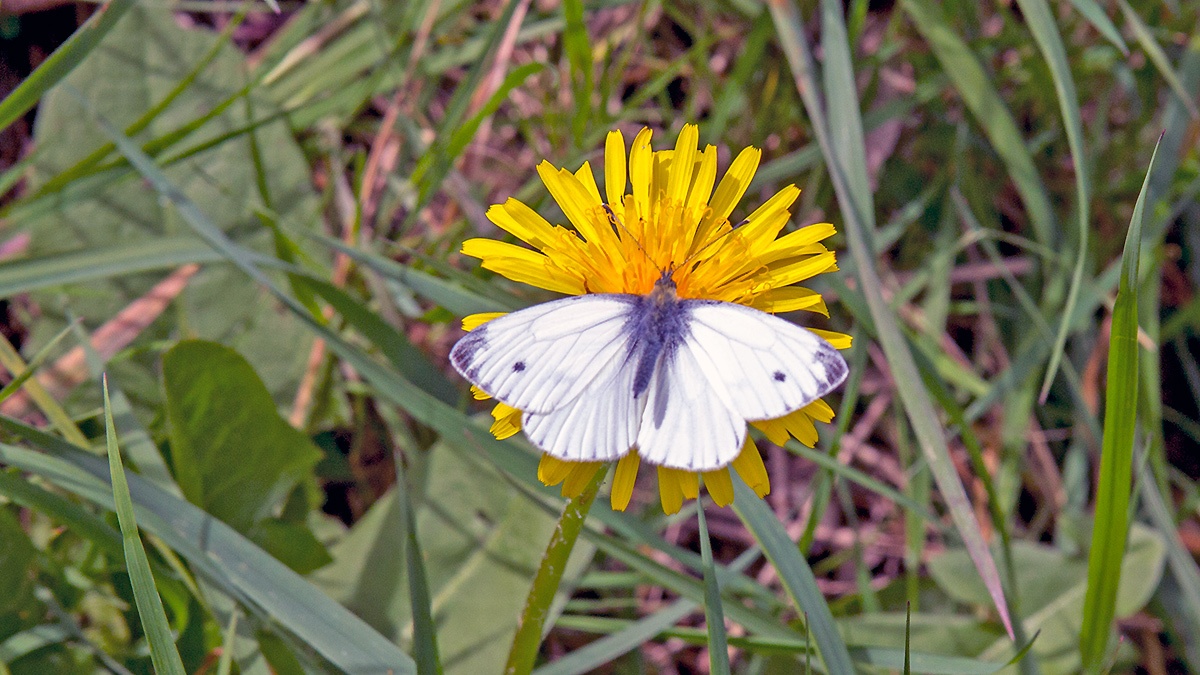 Green-veined White [Pieris napi]