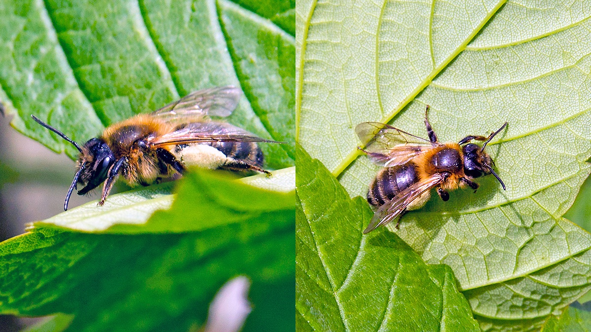 Chocolate Mining Bee [Andrena scotica]