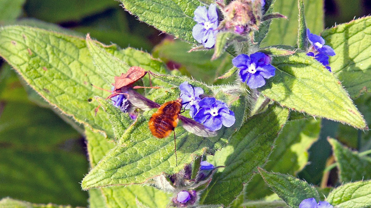 Dark-edged Bee-fly [Bombylius major]