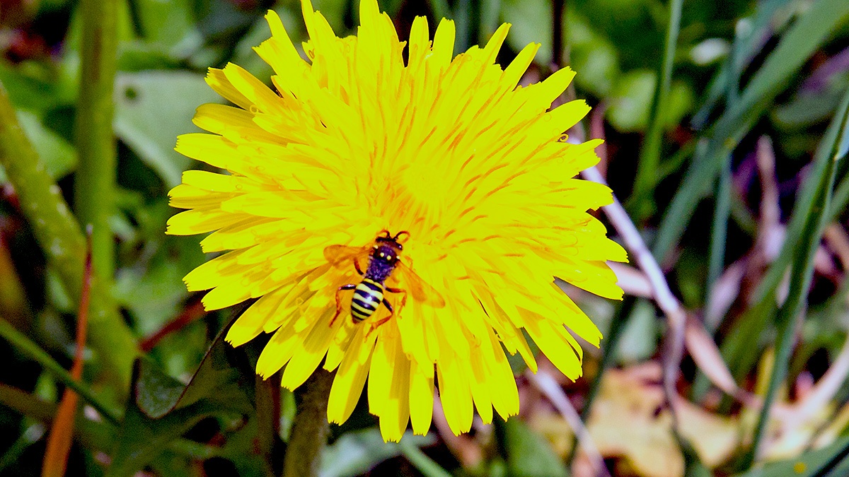 Gooden's Nomad Bee [Nomada goodeniana]