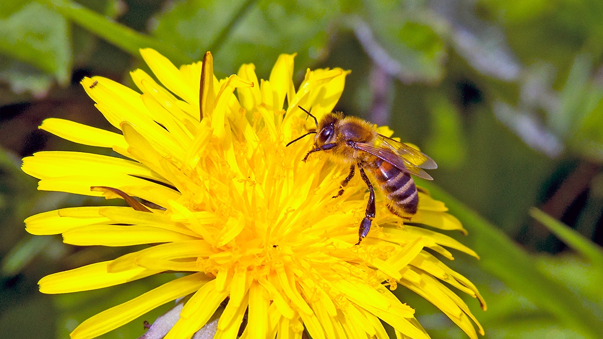 Western Honey Bee [Apis mellifera]
