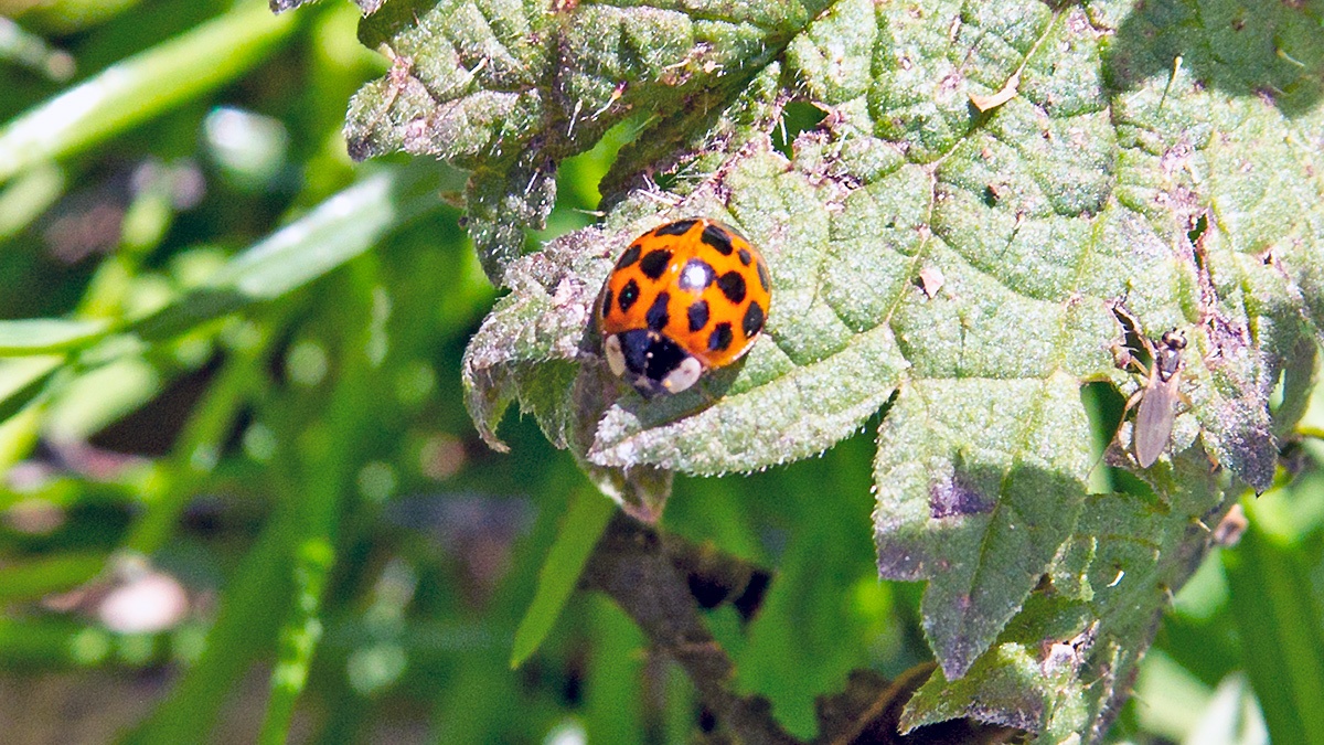 Harlequin Ladybird [Harmonia axyridis]