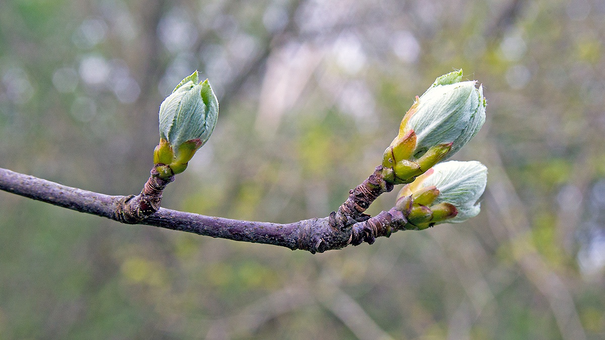 Whitebeam [Aria edulis]