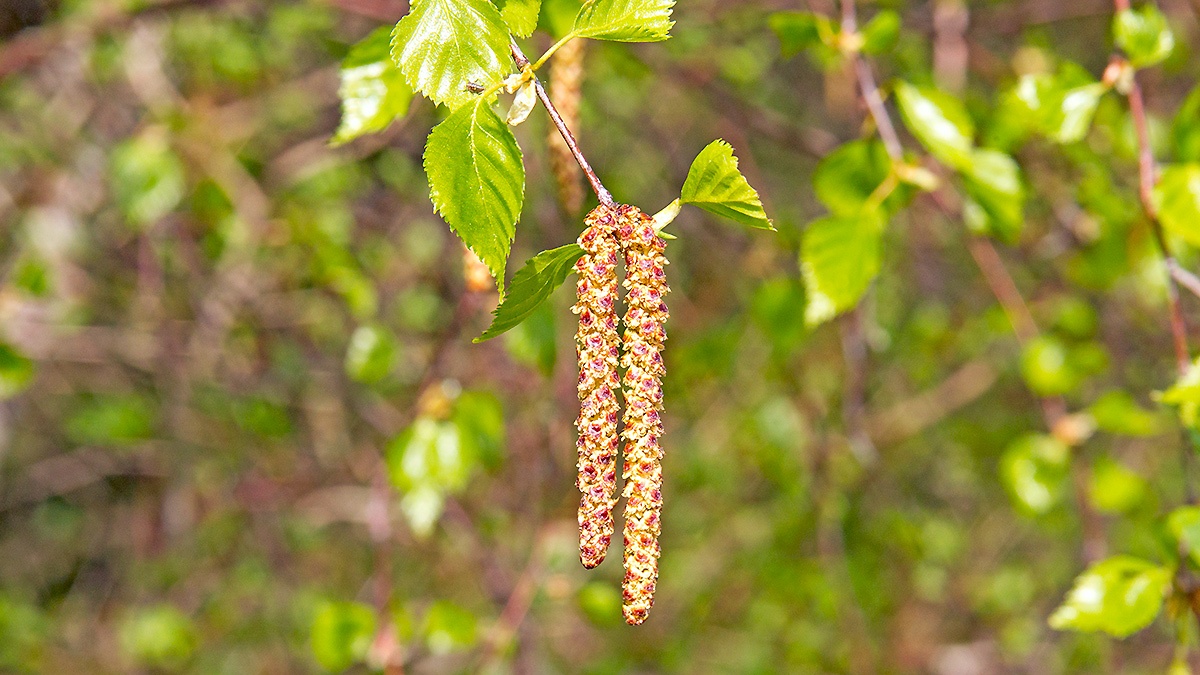 Silver Birch [Betula pendula]