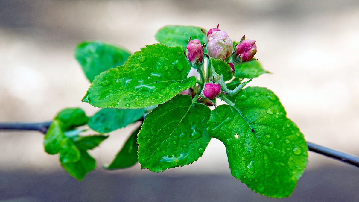 European Crab Apple [Malus sylvestris]