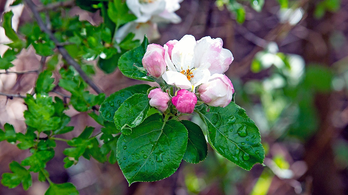 European Crab Apple [Malus sylvestris]