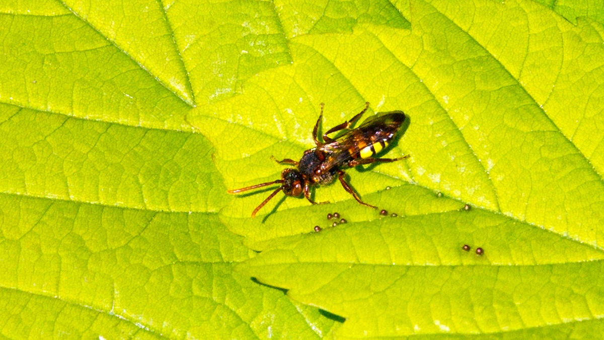 Broad-banded Nomad Bee [Nomada signata]