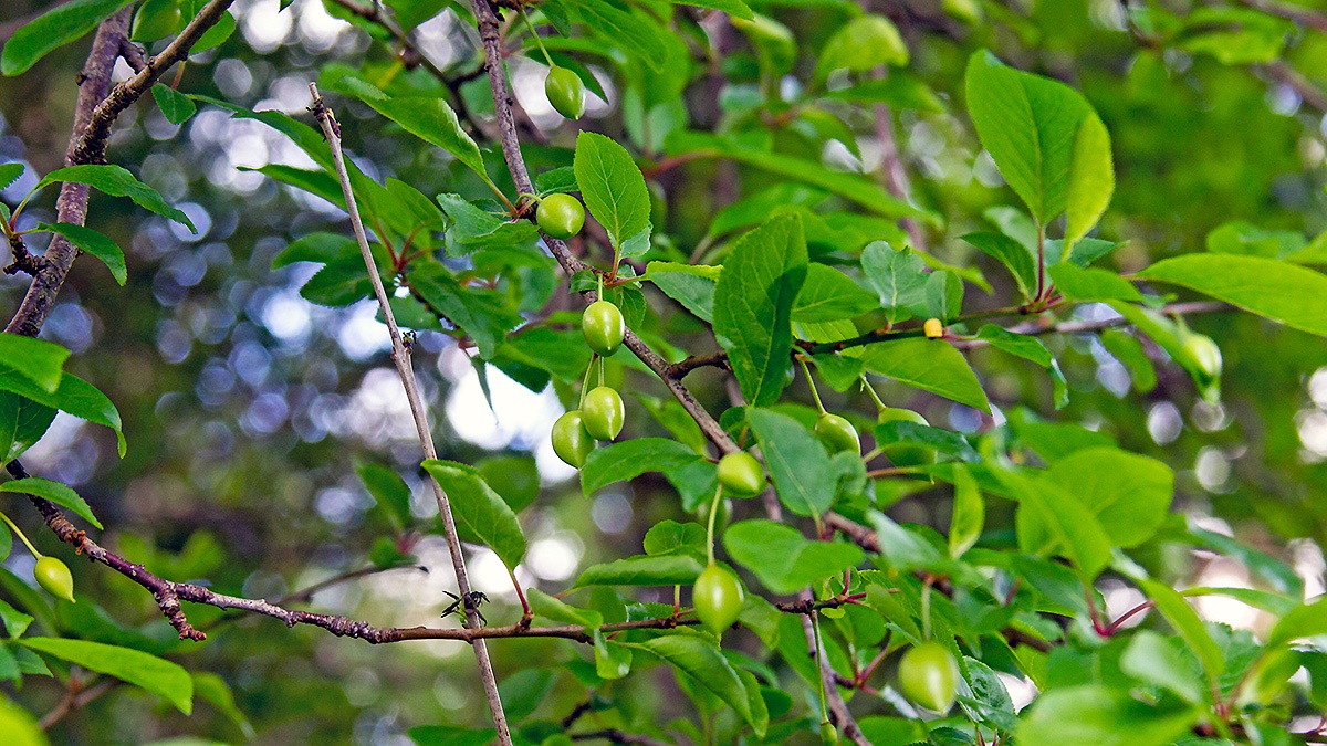 Cherry Plum [Prunus cerasifera]