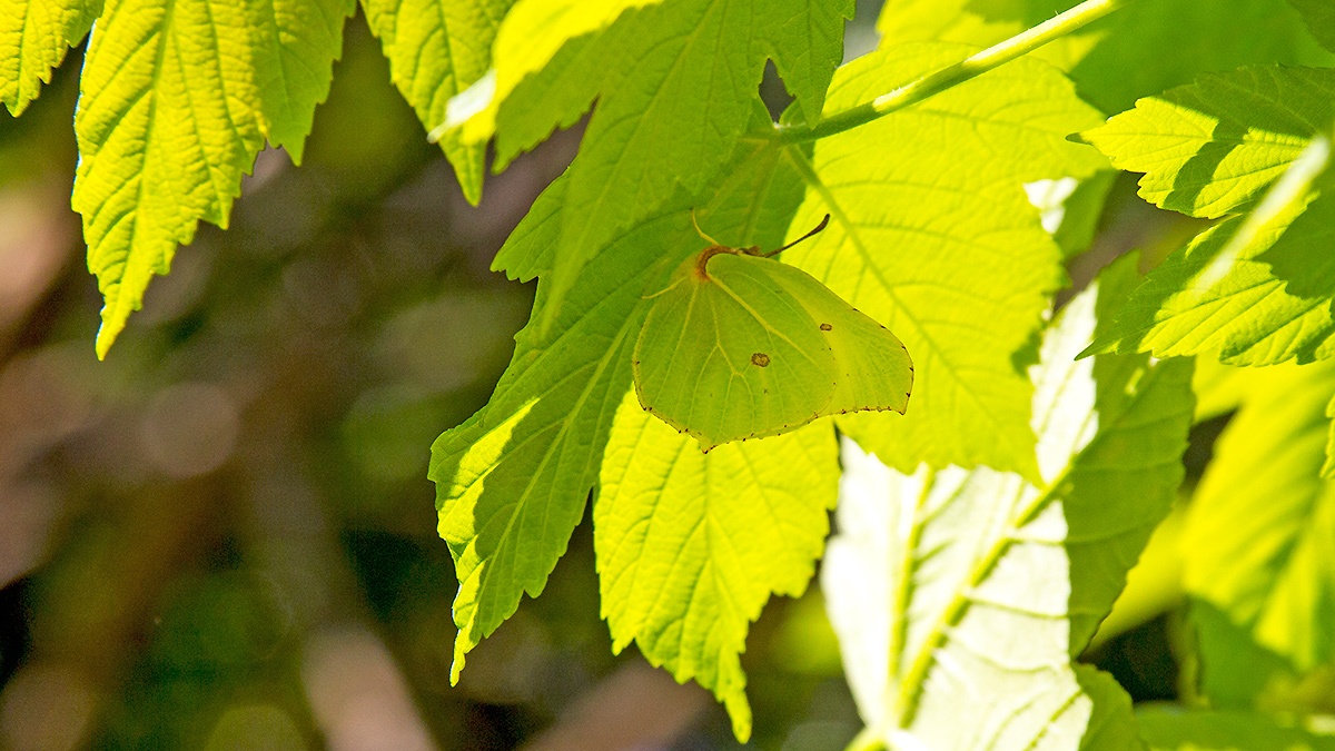 Brimstone [Gonepteryx rhamni]