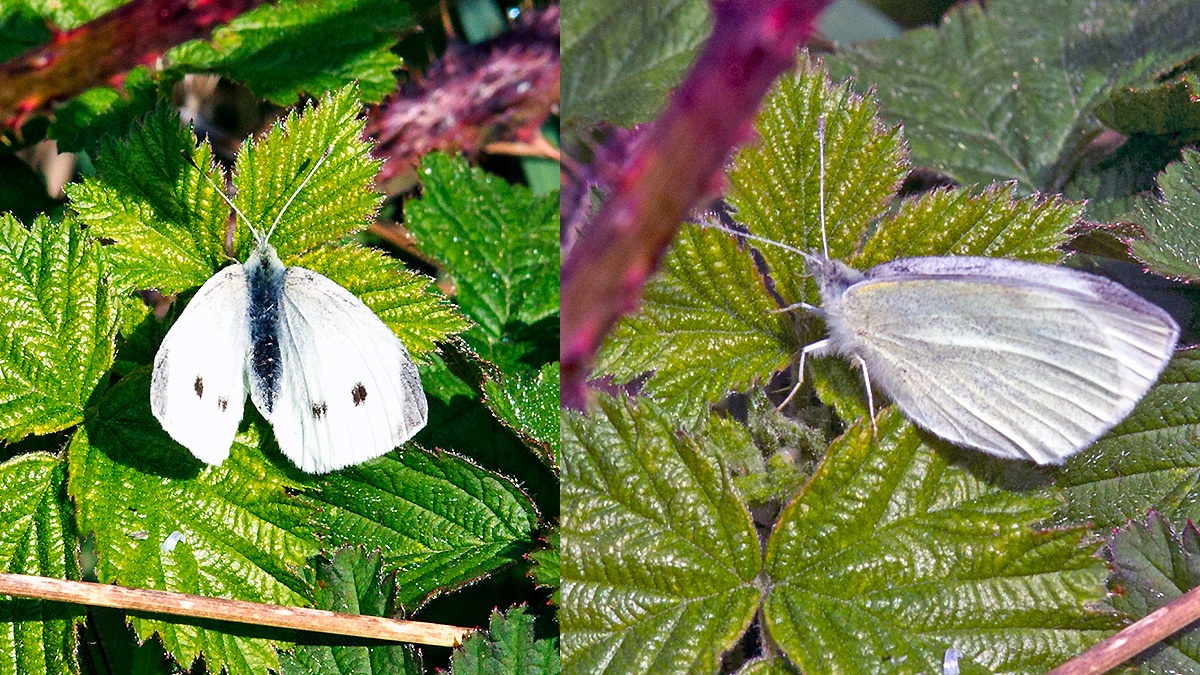 Small White [Pieris rapae]