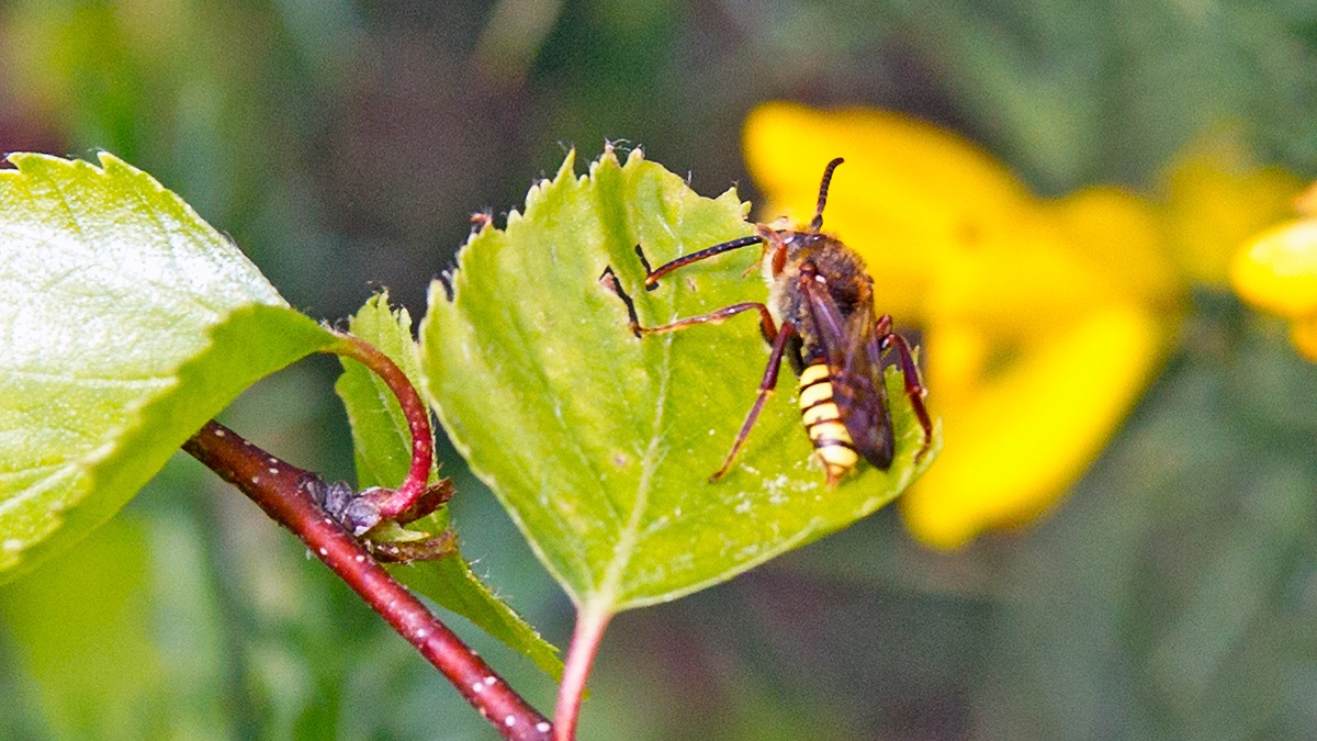 Flavous Nomad Bee [Nomada flava]