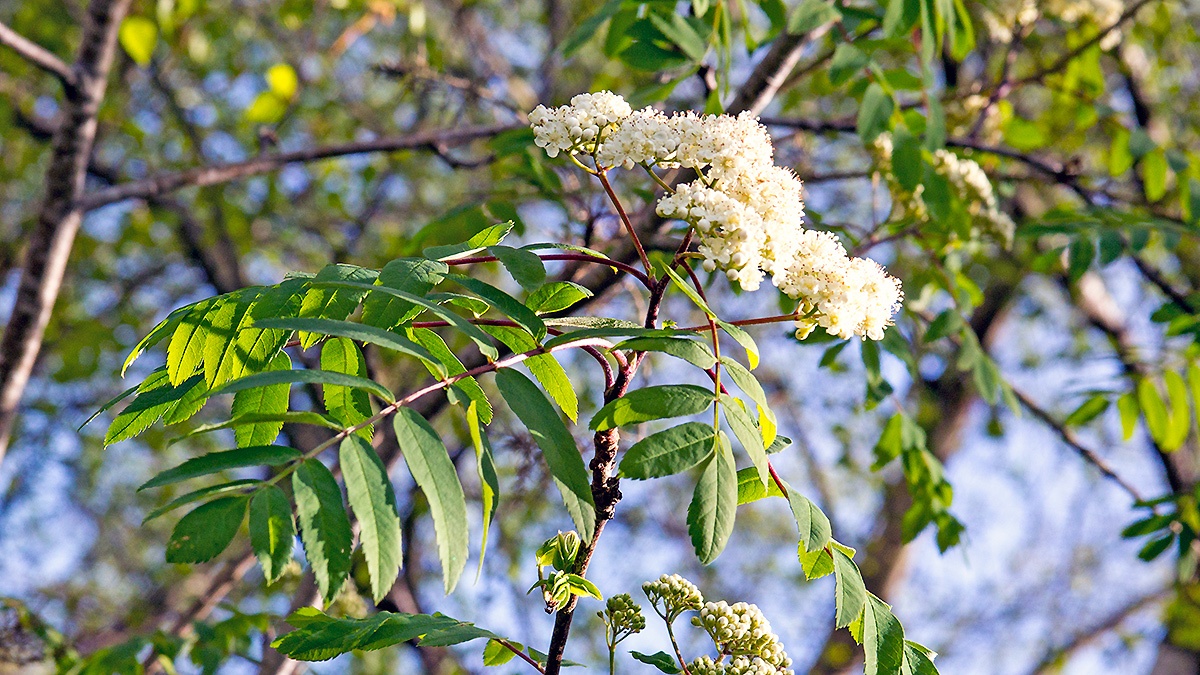 Rowan [Sorbus aucuparia]