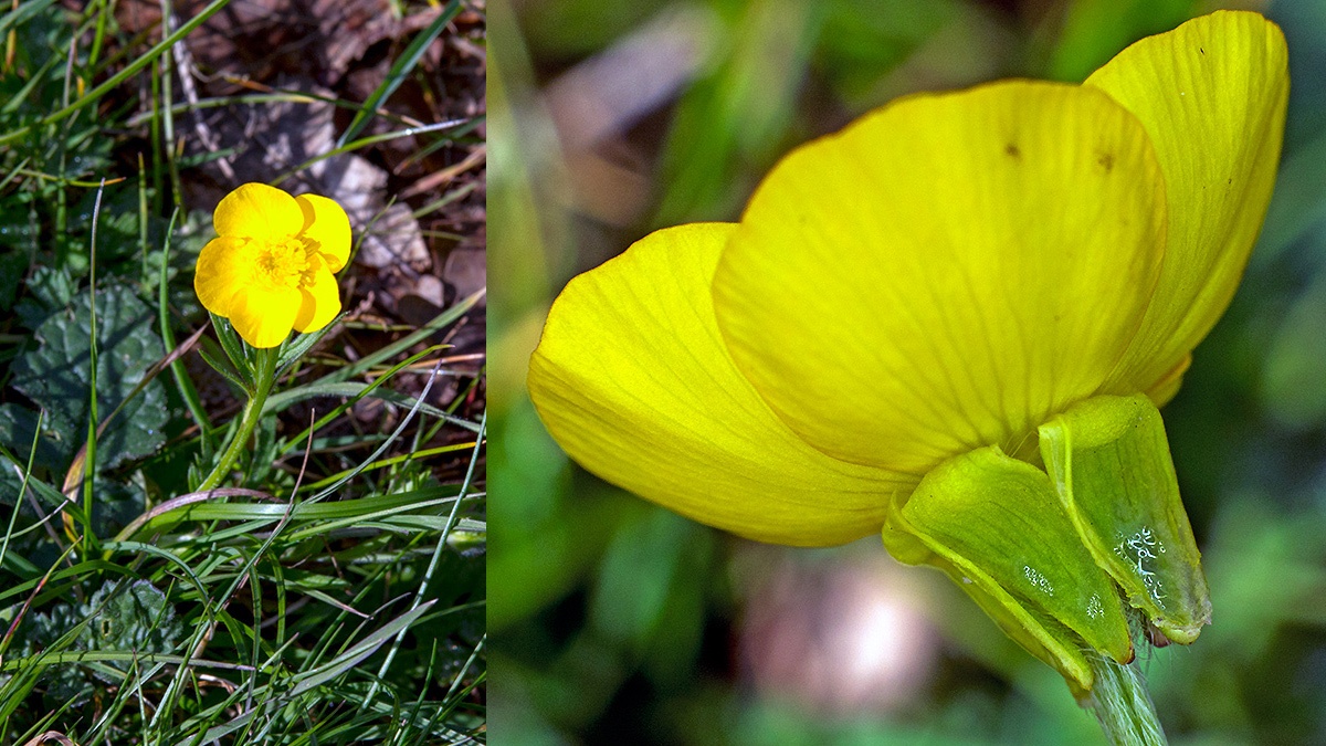 Bulbous Buttercup [Ranunculus bulbosus]